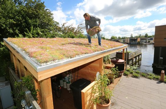 Sedum light gewicht